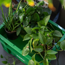 画像をギャラリービューアに読み込む, Daily Box large